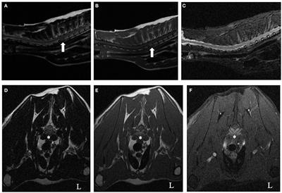 Case Report: Suspected Solitary Osseous Plasmacytoma in a Cat: Use of Magnetic Resonance Imaging to Diagnose and Confirm Resolution of Disease Following Chemotherapy